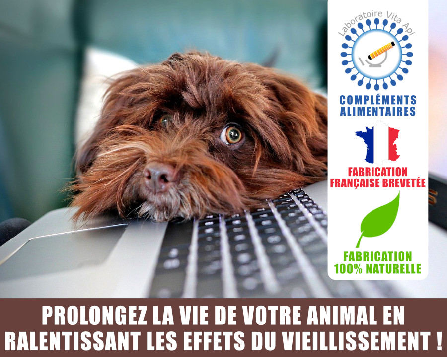 PROLONGEZ LA VIE DE VOTRE ANIMAL EN RALENTISSANT LES EFFETS DU VIEILLISSEMENT !